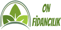 On Fidancılık